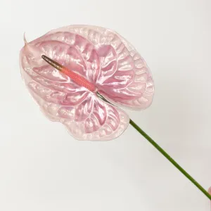 Colette Iridescent Anthurium